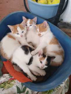 Kittens very sweet and child friendly