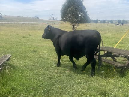 Angus bull for lease/livestock scale for sale