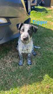 Blue hot sale heeler gumtree