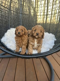 Trading post outlet toy cavoodle