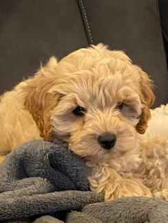 Cavoodle Puppies Available Now $1500