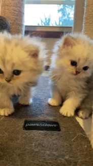 Gumtree best sale persian kittens