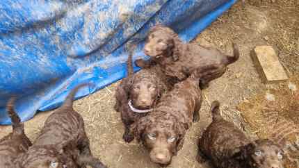 Murray fashion river curly coated retriever pups for gumtree