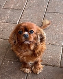 free dog in Sydney Region NSW Dogs Puppies Gumtree Australia Free Local Classifieds