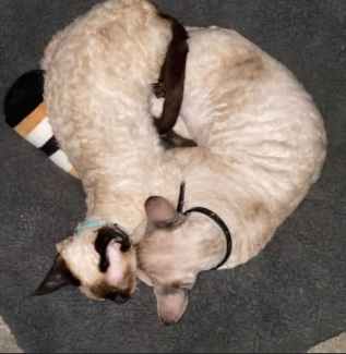 Devon rex hot sale gumtree