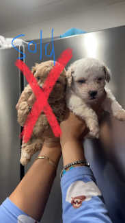  REDUCED !! Toy poodle cross puppies available
