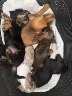 Dachshund store puppies gumtree