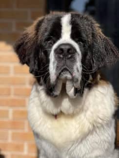 St bernard hot sale gumtree