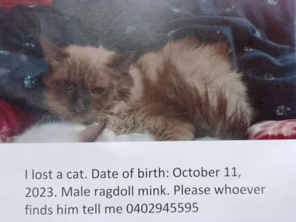 Gumtree lost sales and found cats