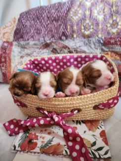 PEDIGREE PAPERED/DNA TESTED CAVALIER PUPS 