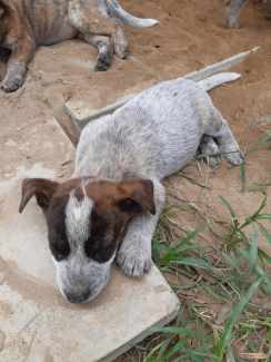 Cattle sale dog gumtree