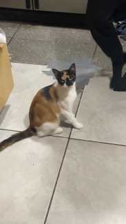 Gumtree lost store and found cats