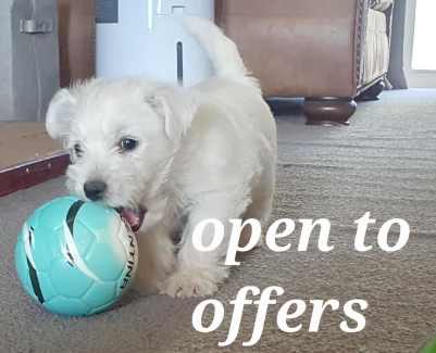 Gumtree west hot sale highland terrier