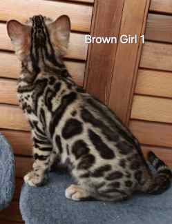 Fashion bengal cat gumtree