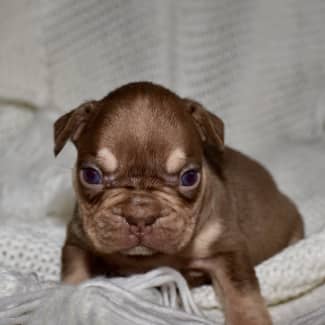 Gumtree bulldog hot sale puppies