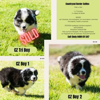 Free border store collies near me