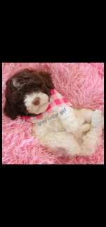 Lagotto Romagnolo puppies similar to groodle spoodle cavoodle 