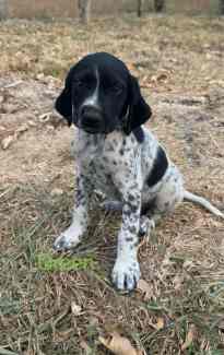 Gumtree german hot sale shorthaired pointer