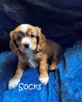 Gumtree 2024 spaniel puppies