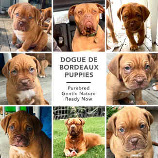 Purebred Dogue de Bordeaux Puppies ** READY NOW **