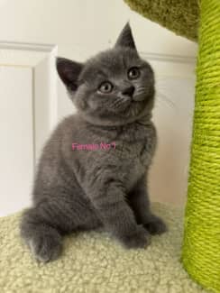 British shorthair best sale kittens central coast