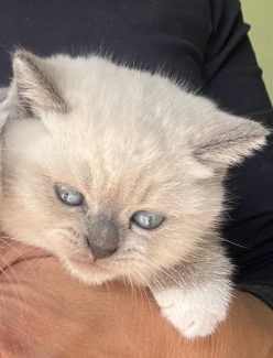 BRITISH SHORTHAIR pride our self in quality kittens FaceTime welcome