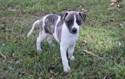 Gumtree sales whippet puppies