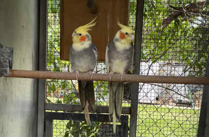 Cockatiels for sale sales gumtree