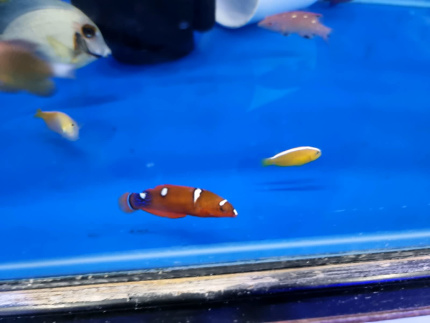 sell marine fish