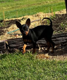 Gumtree best sale miniature pinscher