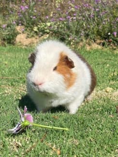 boarding for guinea pigs near me