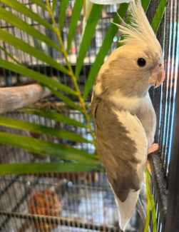 Cockatiels for sale store gumtree