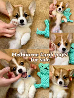 Aussie corgi hotsell puppies for sale