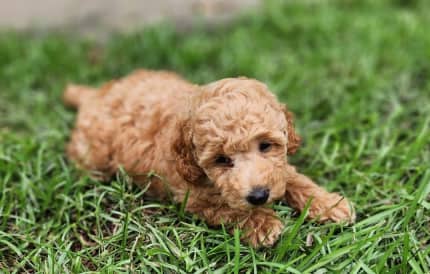 Toy Poodle Puppies In Cairns Region