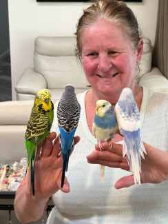 Hand-Tame Baby & Adult Budgies - Cages and Delivery Available