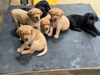 Purebred Labrador Puppies -Maggie’s