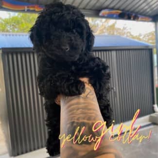 miniature poodles for sale gumtree