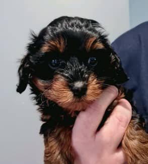 teacup poodle gumtree