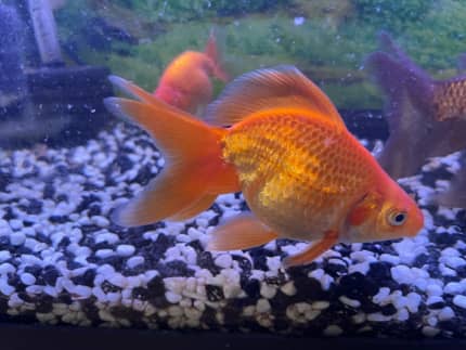 Gumtree goldfish store