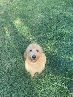 Labradoodle gumtree clearance