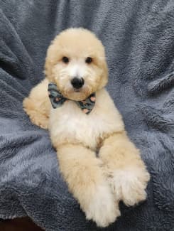 Gumtree labradoodle hot sale