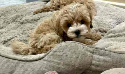 toy poodle x Shih Tzu tiny puppy shoodles curly coats 8 weeks 
