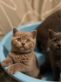 Cinnamon british sales shorthair for sale