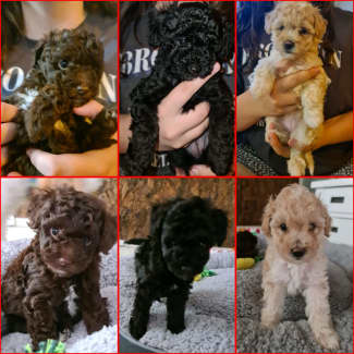 jual silver toy poodle