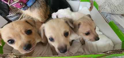 Chihuahua cross jack russel puppies
