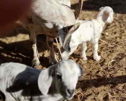 Mini twin baby Goats [M&F]