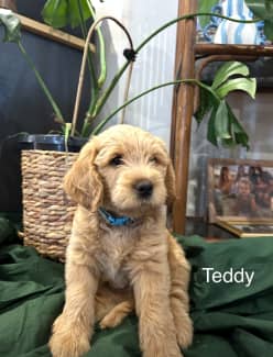 Labradoodle puppies best sale for sale gumtree