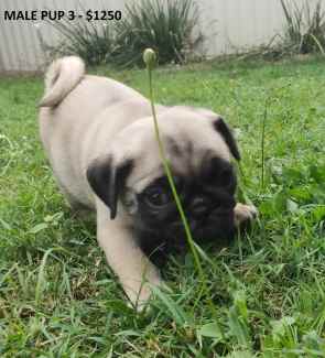 Gumtree pug puppies for hot sale sale