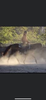 Horse riding, exercising, training