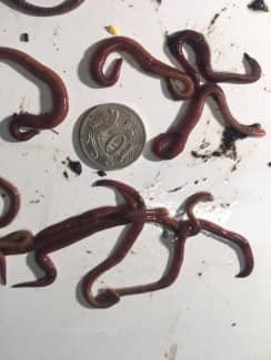 fishing worms in Melbourne Region, VIC, Fishing